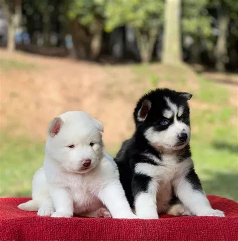 Lindos Filhotes De Husky Siberiano Parcelamento Sem Juros