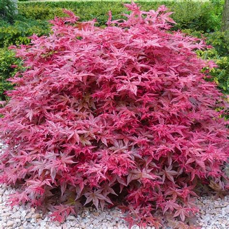 Acer Palmatum Beni Maiko Japanese Maple Tree Free Uk Delivery Over