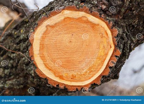 Cutting Down A Willow Tree Trunk Cross Section Of A Tree With Thick