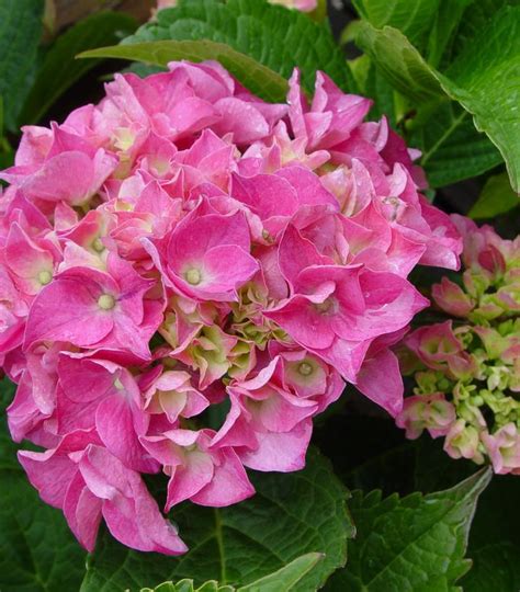 Hydrangea Mac Pia Dwarf Pink Hydrangea From Prides Corner Farms