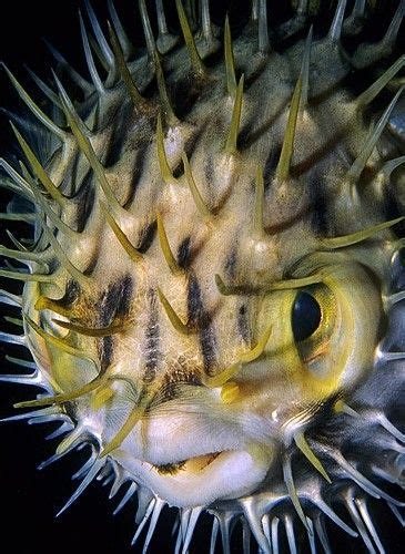 Globefish | Weird looking animals, Ocean animals, Interesting animals