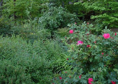 Spirea Bumalda Anthony Waterer On Left With Spring Buds Low