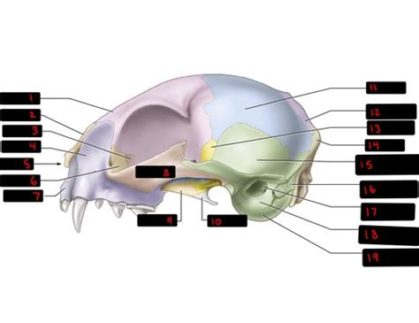 Flashcards Lab 12 Mammal Skulls Quizlet