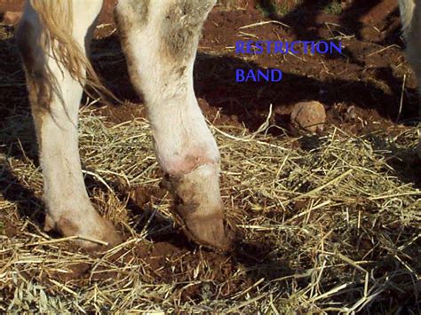 Ppt Supplements For Cattle Grazing Endophyte Infected Fescue Powerpoint Presentation Id2694669