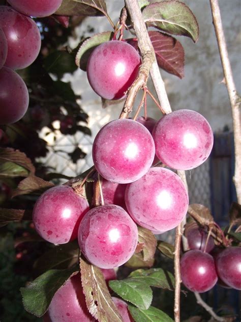 prunier? - Au jardin, forum de jardinage