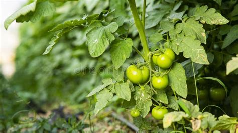 Tomateiros Em Planta Es De Tomate Verde Efeito De Estufa