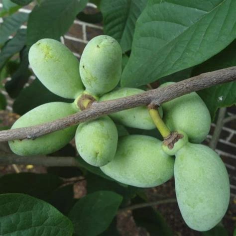 Paw Paw Tree Seeds For Planting 6 Seeds Edible Fruit Tree Etsy