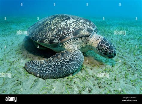 Green Sea Turtle Chelonia Mydas Swimming Over A Seaweed Meadow