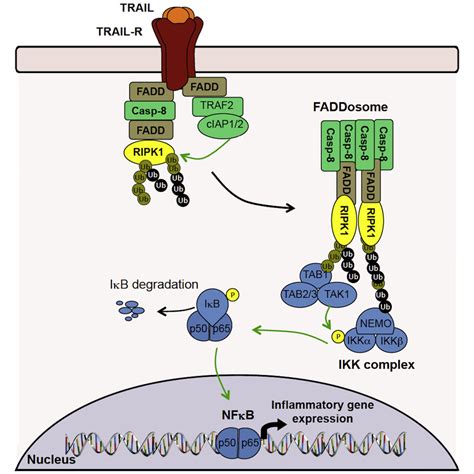 Caspase 8 Acts In A Non Enzymatic Role As A Scaffold For Assembly Of A