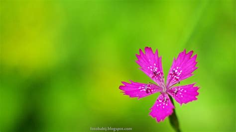 Goździk kropkowany kwiat Dianthus deltoides flower Kopia Flowers