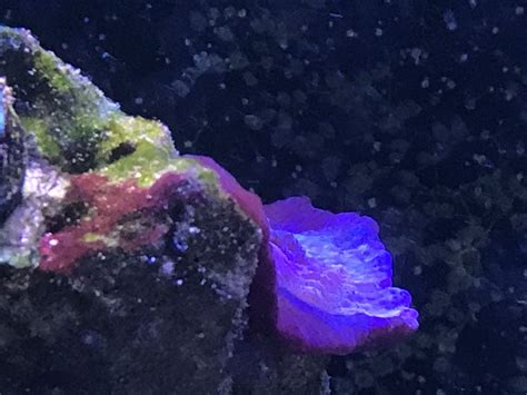 Blue sponge brag! | Reef2Reef