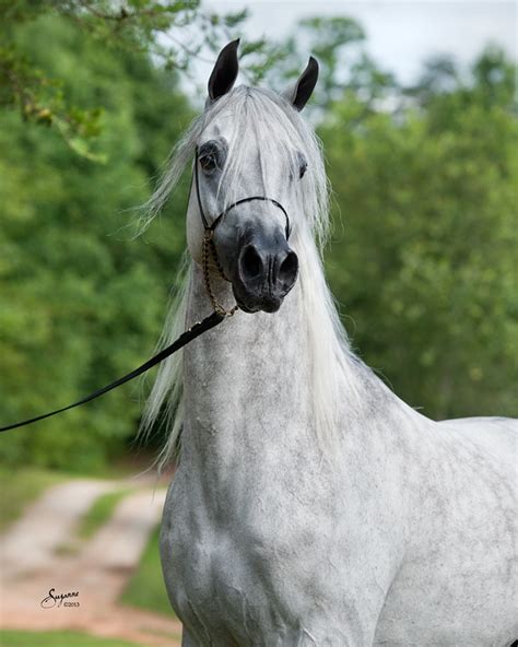 Avila Arabians Arabian Horses Stallions Farms Arabians Horses