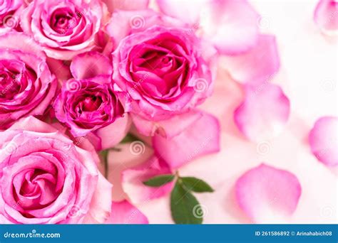 Pink roses stock photo. Image of blooming, bloom, romantic - 261586892