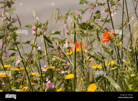Mixed Grasses And Wildflowers Stock Photo Alamy