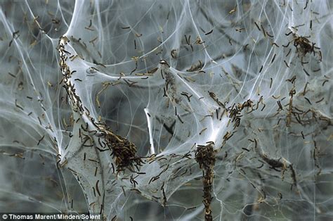 Tree Resembles Spooky Giant Cobweb After Its Covered In Silk By