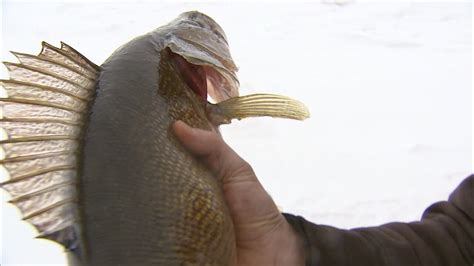 New study could explain Lake Mille Lacs' declining walleye population ...