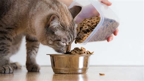 Cu Les Son Las Mejores Marcas De Croquetas Para Gato Actualizado