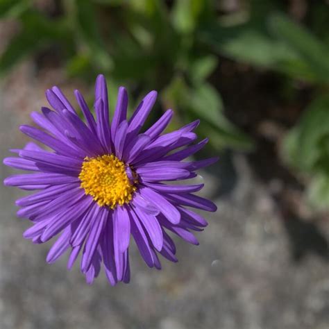 Alpen Aster Dunkle Schöne Aster alpinus Dunkle Schöne