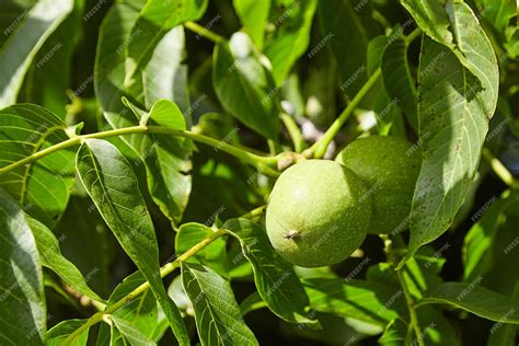 Premium Photo | Walnut tree with walnut fruit in green pericarp