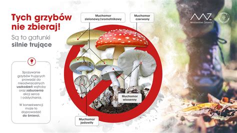 Główny Inspektorat Sanitarny on Twitter Trwa sezon na grzyby