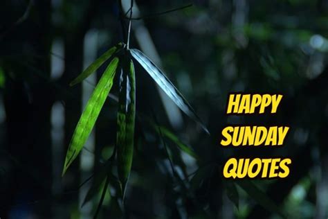 150 Best Happy Sunday Wishes Messages And Quotes Funzumo