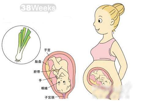 【怀孕38周】怀孕38周注意事项怀孕38周胎儿发育情况 妈妈宝宝网