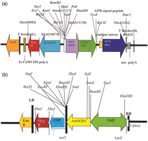 T Dna Maps A Diagrammatic Representation Of T Dna Of The Binary