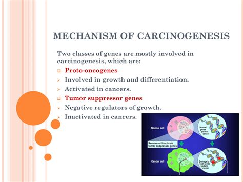 SOLUTION Mechanism Of Carcinogenesis Studypool