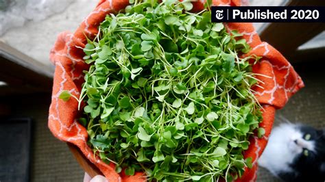 D.I.Y. Microgreens You Can Grow on Your Kitchen Counter - The New York ...