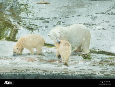 White polar bear with cubs Stock Photo - Alamy