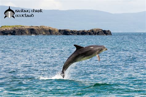 Top 5 Whales And Dolphins Around Oban And The Hebrides Basking Shark