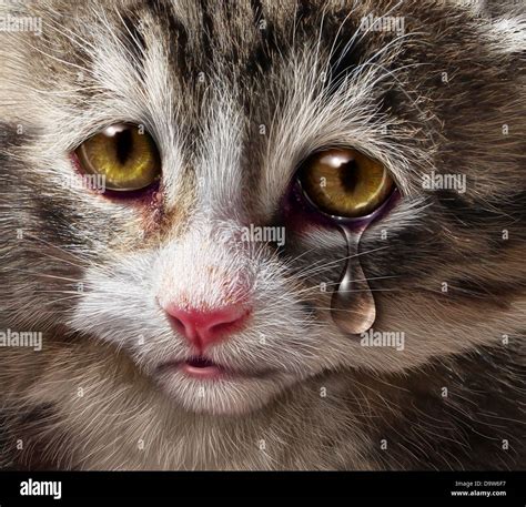 Animal Abuse And Pet Cruelty And Neglect With A Sad Crying Kitten Cat