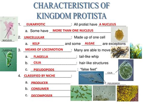 Kingdom Protista Classification Chart