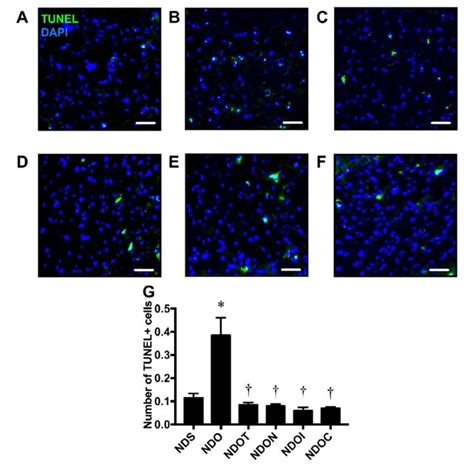 The Effects Of NAC Inulin And The Combined Therapy On Hippocampal