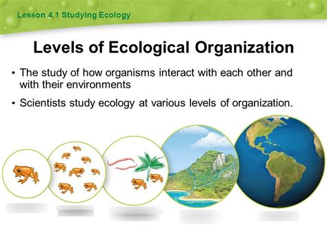 Science Ecology Review Diagram Quizlet