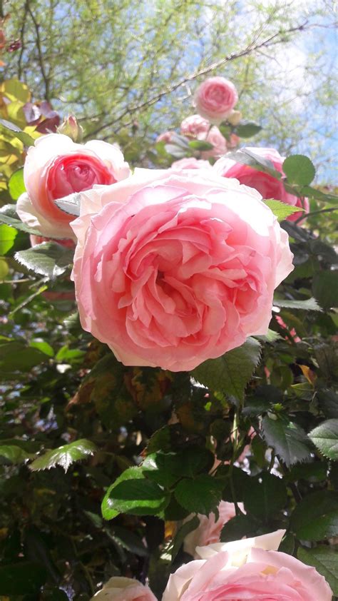 Beautiful Pink Roses Blooming in the Sun