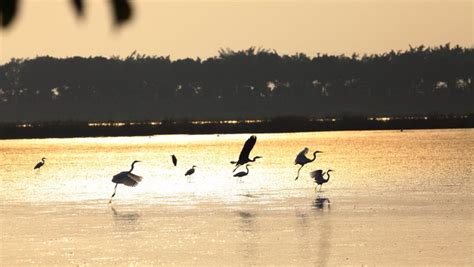 Nansha Wetland Park A Paradise Of Birds Cn