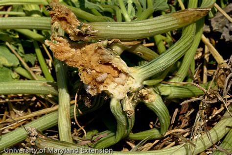 Squash Vine Borers Collapse Plants Maryland Grows