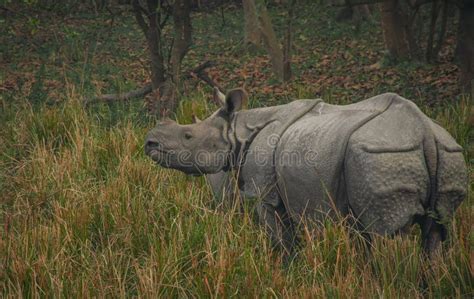 One Horned Rhinoceros At Kaziranga National Park Stock Image Image