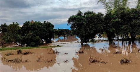 Piura Reporta Pérdidas De Más De 11 000 Hectáreas De Cultivos Por