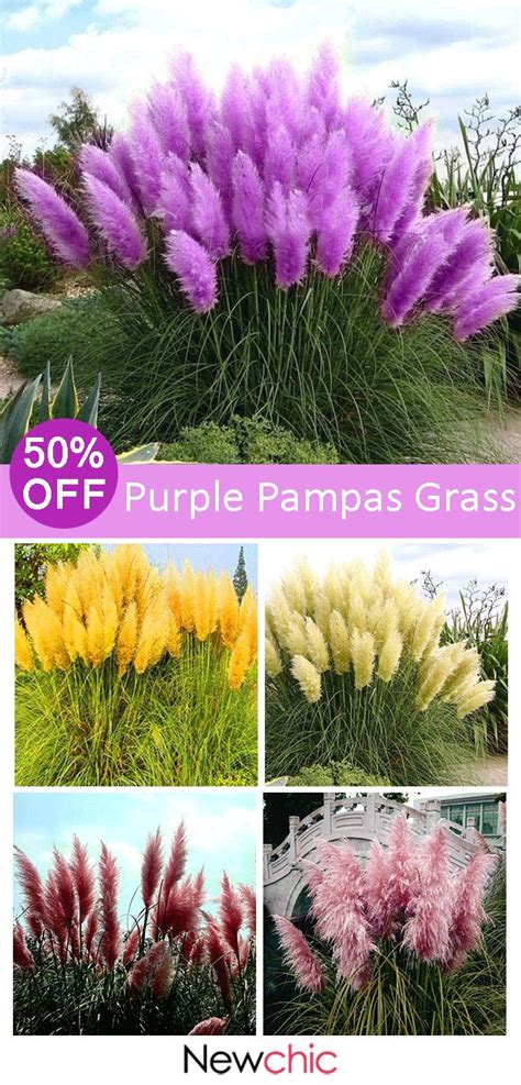 Off Pcs Pampas Grass Magic Garden Seed Potted Ornamental Plants