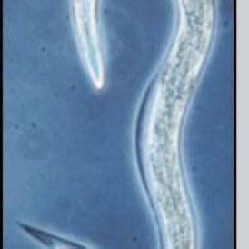 An Infective Juvenile Entomopathogenic Nematode Exhibiting The J