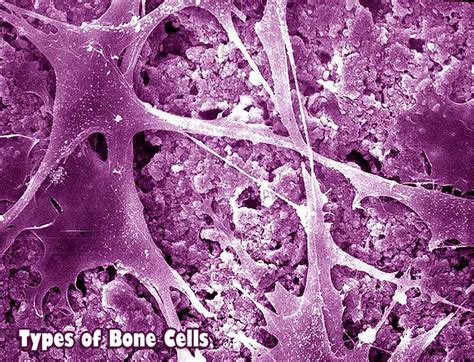 Types of Bone Cells | Osteoclasts, Osteoblasts, & Osteocytes