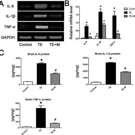 Expression Of Pro Inflammatory Cytokines Il 1 β Il 6 And Tnf α In