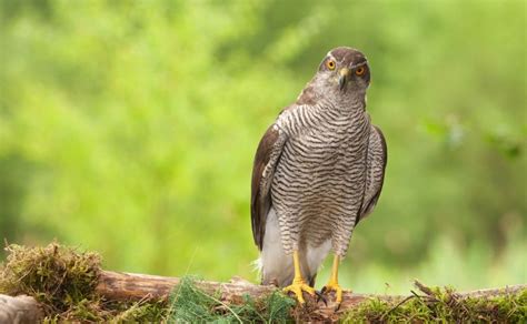 Goshawk Diet and Size: Feeding Habits, Predators, and Measurements ...