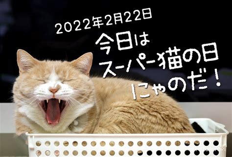 2022年2月22日「猫の日」今年の猫の日は特別らしい…🐱「スーパー猫の日」 ねこ日和