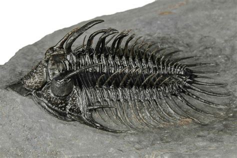 Top Quality Spiny Comura Trilobite Ofaten Morocco For