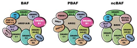 Smarcb In The Pathobiology Of Epithelioid Sarcoma Encyclopedia Mdpi