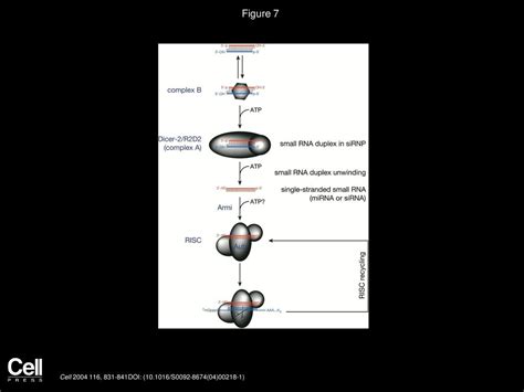 Risc Assembly Defects In The Drosophila Rnai Mutant Armitage Ppt Download