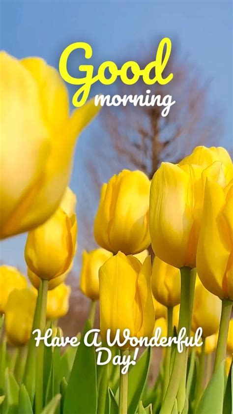 Beautiful Good Morning Tulip Images Visit Now Video Natura